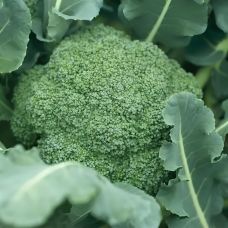 Капуста броколли