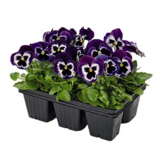 Виола Виттрока