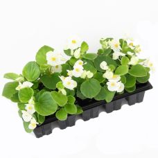 Бегония семперфлеренс