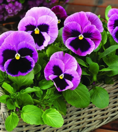 РАССАДА ОДНОЛЕТНИХ ЦВЕТОВ