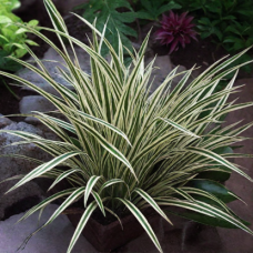 Осока Морроу Айс Денс