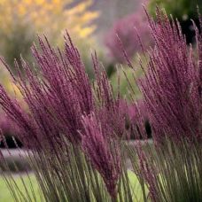 Молиния Блэк Арроу