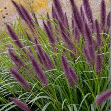 Пеннисетум лисохвостый Блэк Бьюти