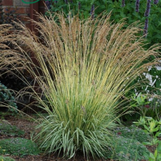 Молиния тросниковая Фонтан