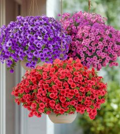 Рассада однолетних цветов в подвесных кашпо