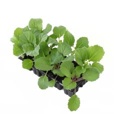 Брассика(декоратив капуста)