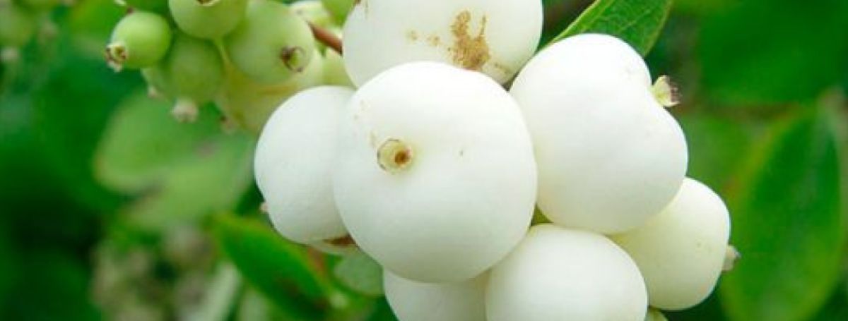 Снежноягодник белый symphoricarpos albus. Симфорикарпус снежноягодник. Снежноягодник белый (symphoricarpos albus) куст. Снежноягодник доренбоза white hedge. Снежноягодник белый.