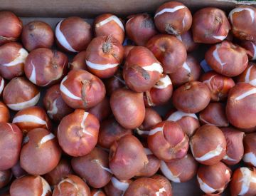 Луковицы Тюльпанов ОПТОМ