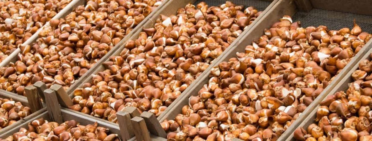 Луковицы Тюльпанов ОПТОМ