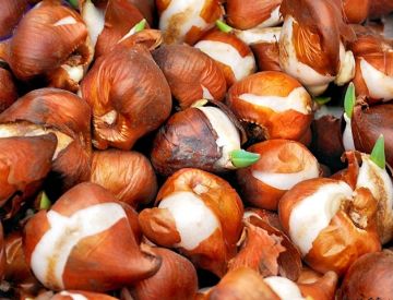 Луковицы Тюльпанов ОПТОМ