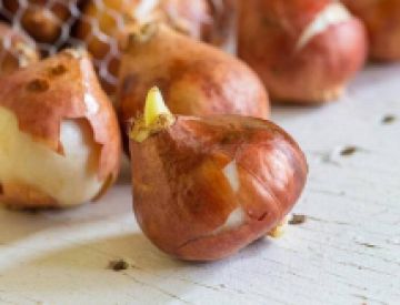 Луковицы Тюльпанов ОПТОМ